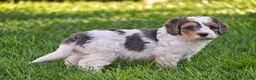 Mixed Breed dogs for sale: Sterling - Mini Bernedoodle - Ad 1