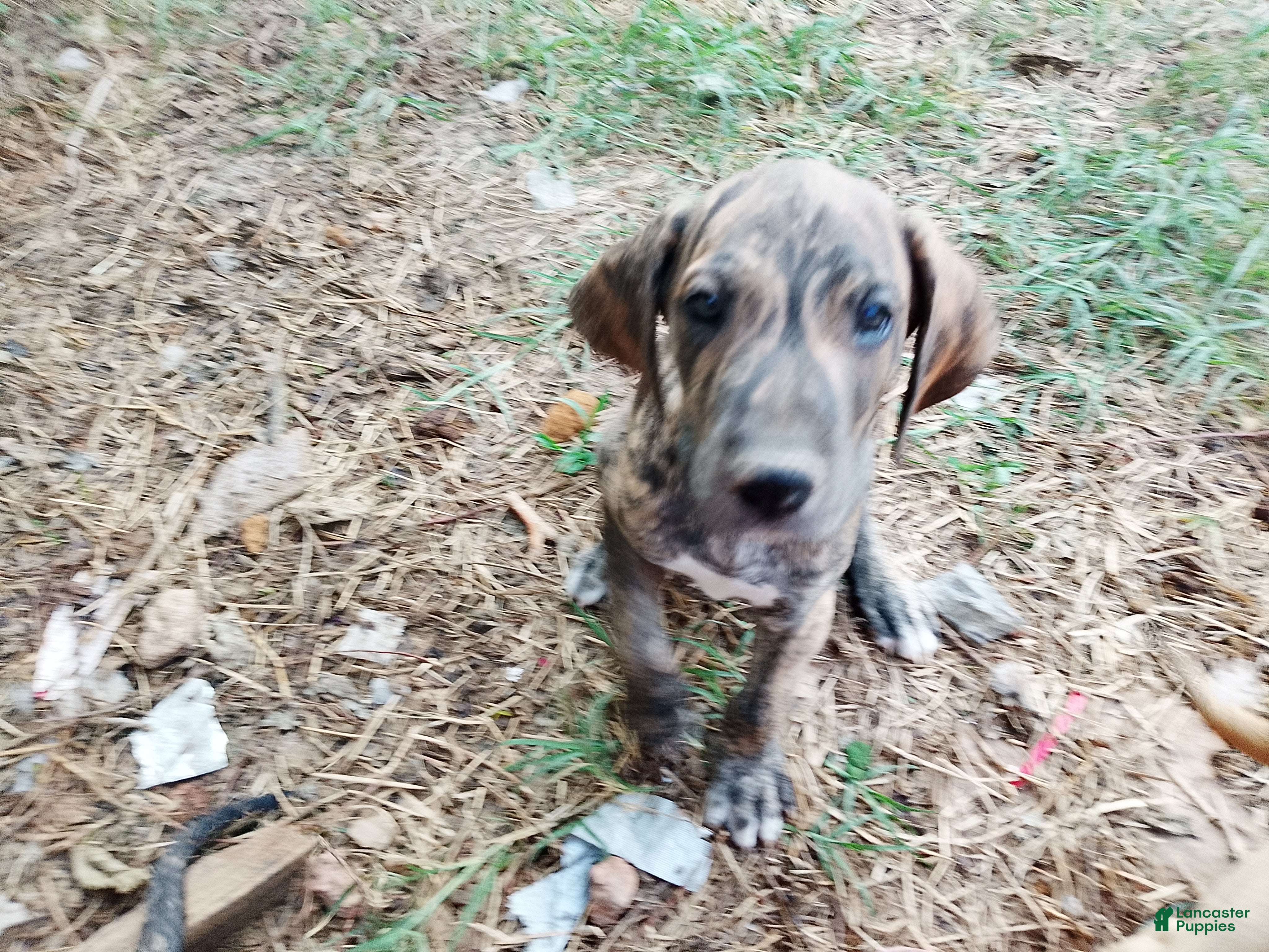 Great Dane dogs Great Dane 9 - Ad 39
