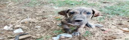 Great Dane dogs for sale: Great Dane 9 - Ad 1