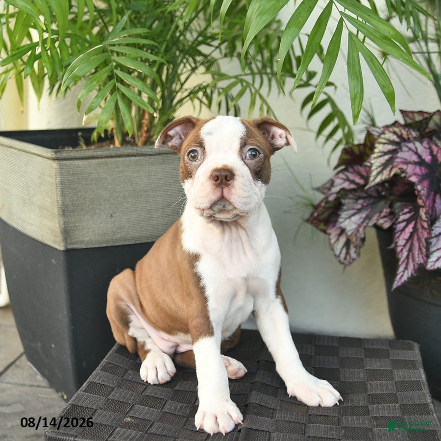 Boston Terrier dogs Rosa  - Ad 2