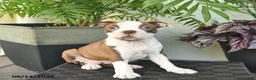 Boston Terrier dogs for sale: Rosa  - Ad 2