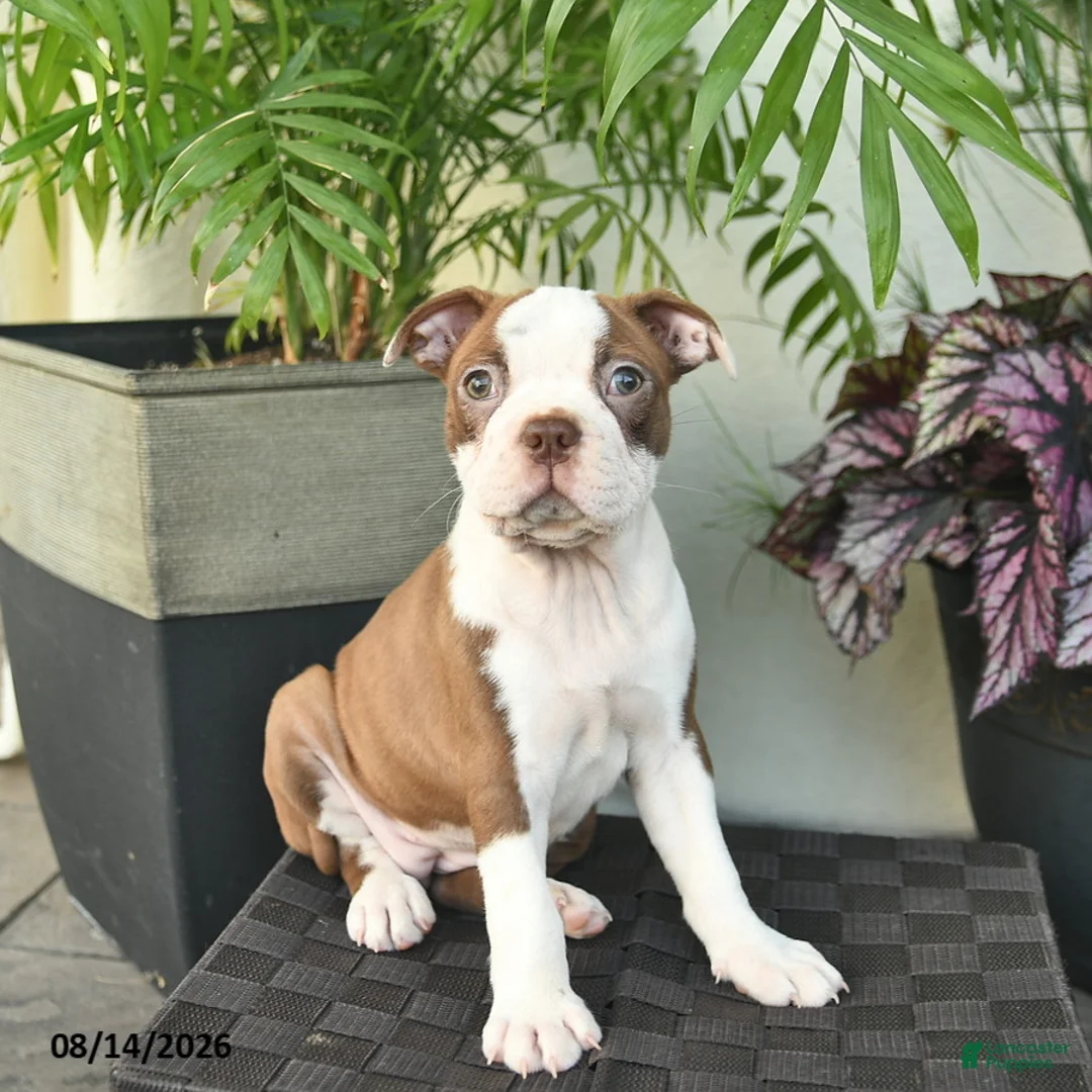 Boston Terrier dogs for sale: Rosa  - Ad 2