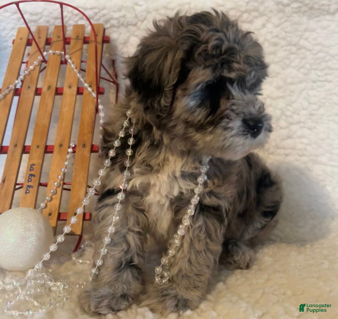 Whoodle dogs for sale: Minnie - Ad 5