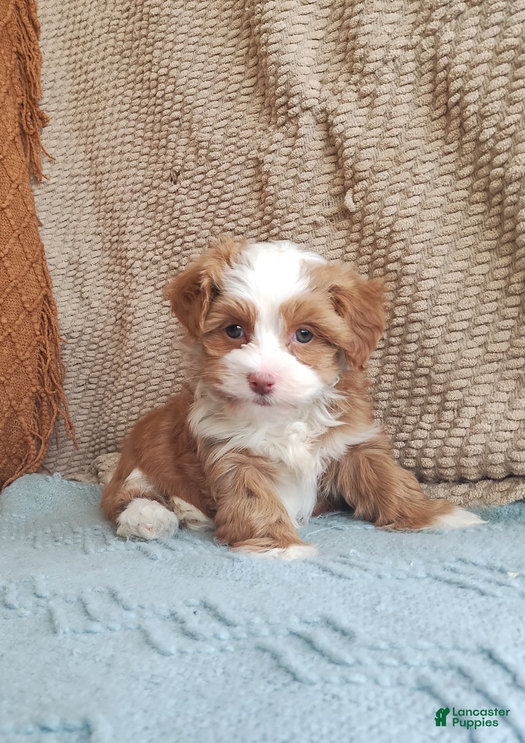 Havanese dogs for sale: Holly - Ad 2