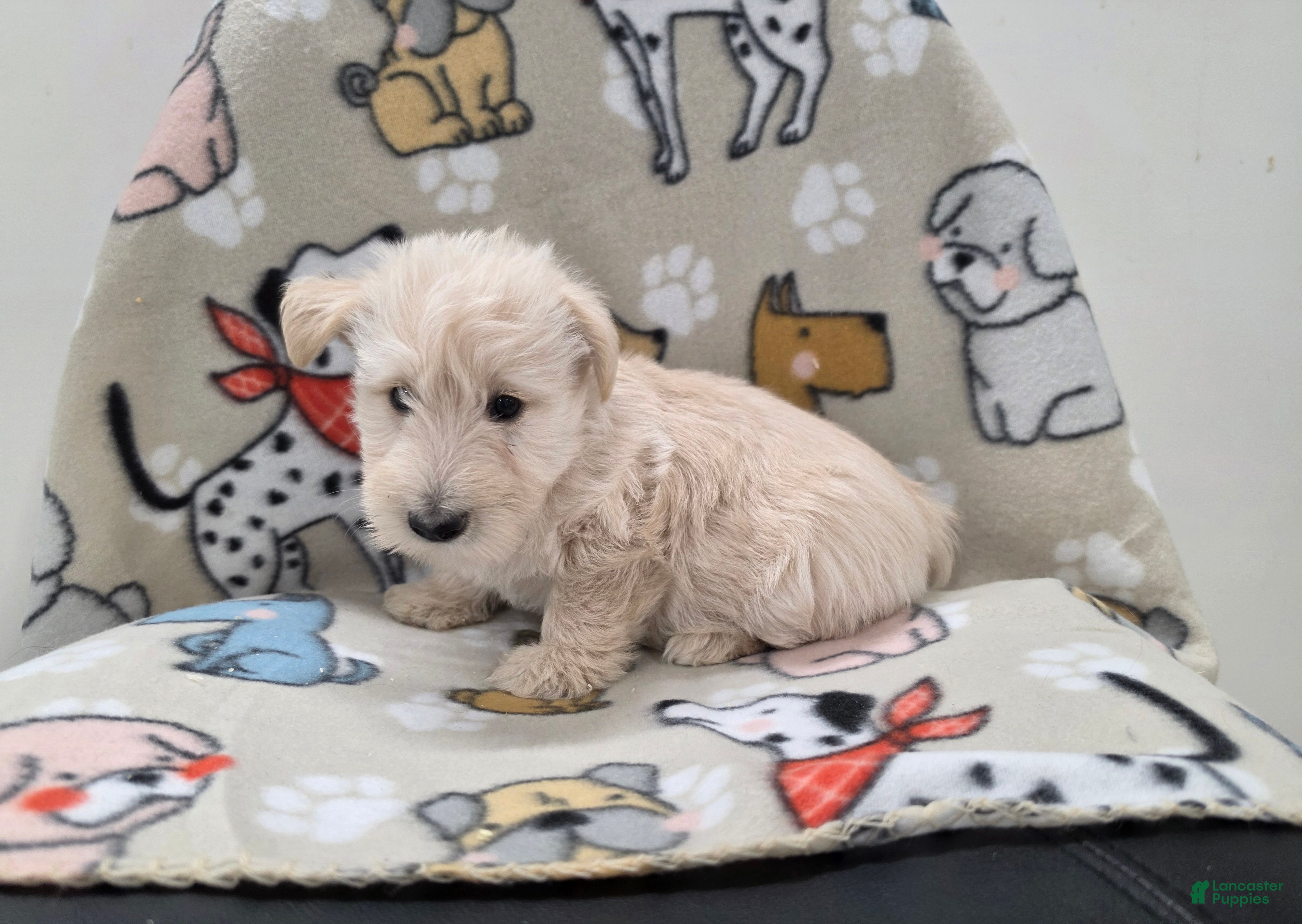 Scottish Terrier dogs Velma - Ad 2