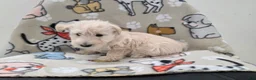 Scottish Terrier dogs for sale: Velma - Ad 2