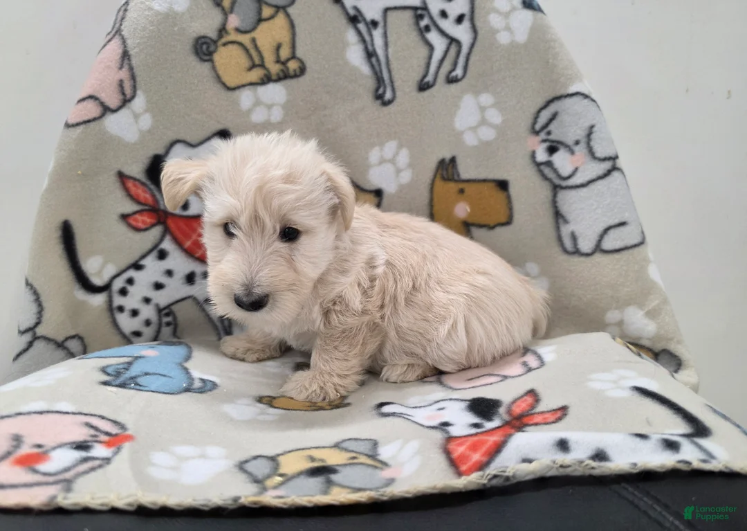 Scottish Terrier dogs for sale: Velma - Ad 2