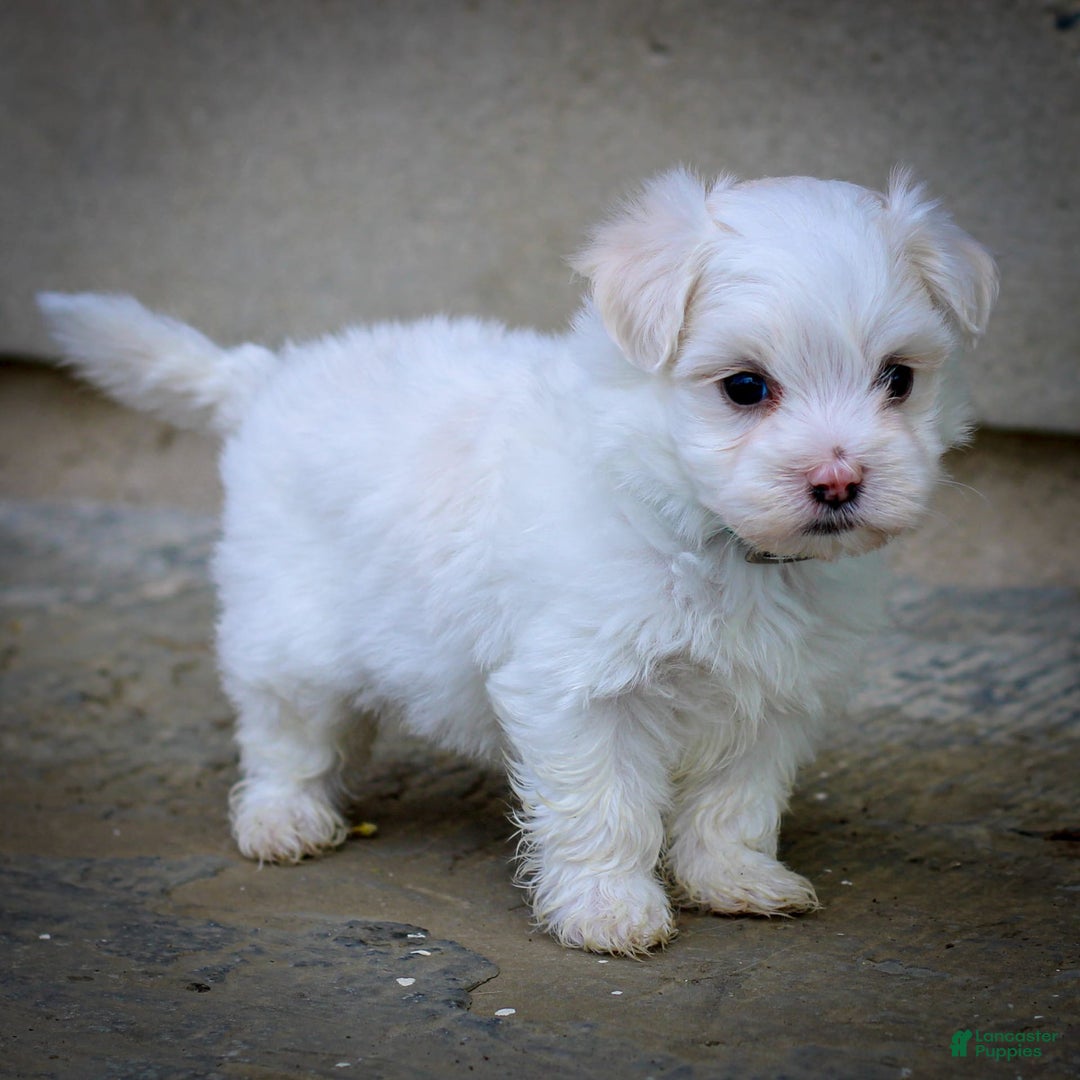 Maltese dogs for sale: Reign - Ad 16