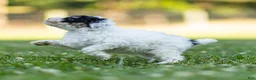 Miniature Poodle dogs for sale: Spike Miniature Poodle  - Ad 5