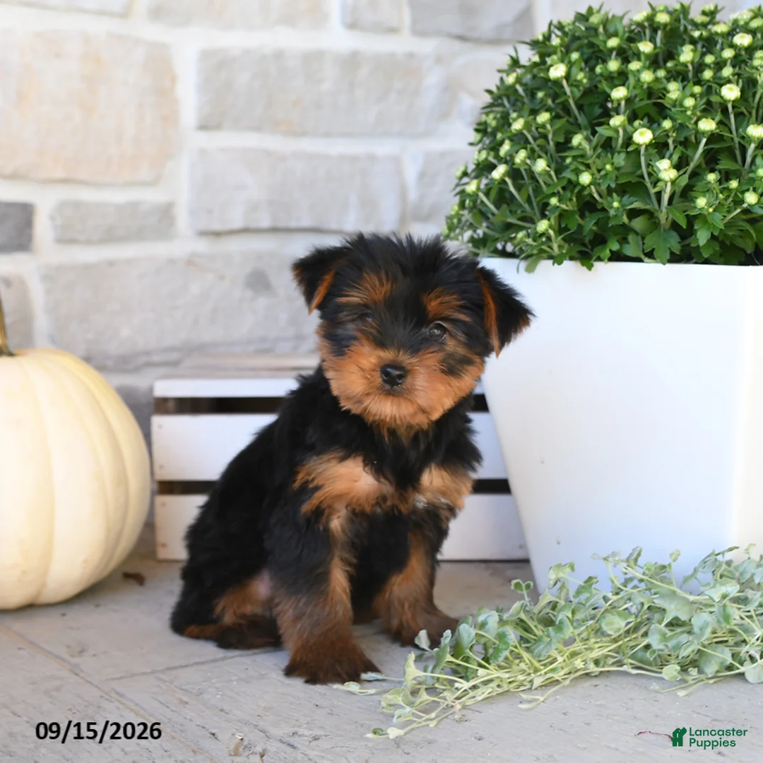 Yorkshire Terrier dogs for sale: Stacy - Ad 2