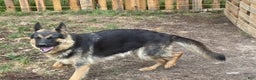 German Shepherd dogs for sale: Lindy - Ad 2