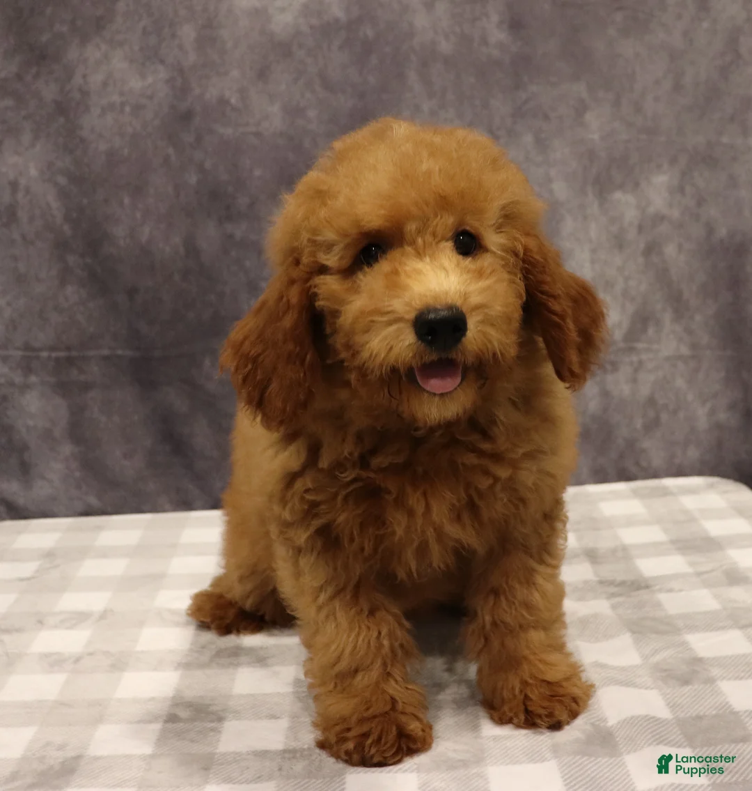 Mini Goldendoodle dogs for sale: Maeve - Ad 2