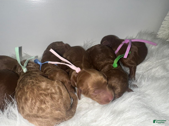 Goldendoodle dogs Girl 6 - Ad 2