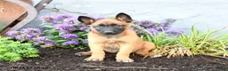 Belgian Malinois dogs for sale: Greta - Ad 2