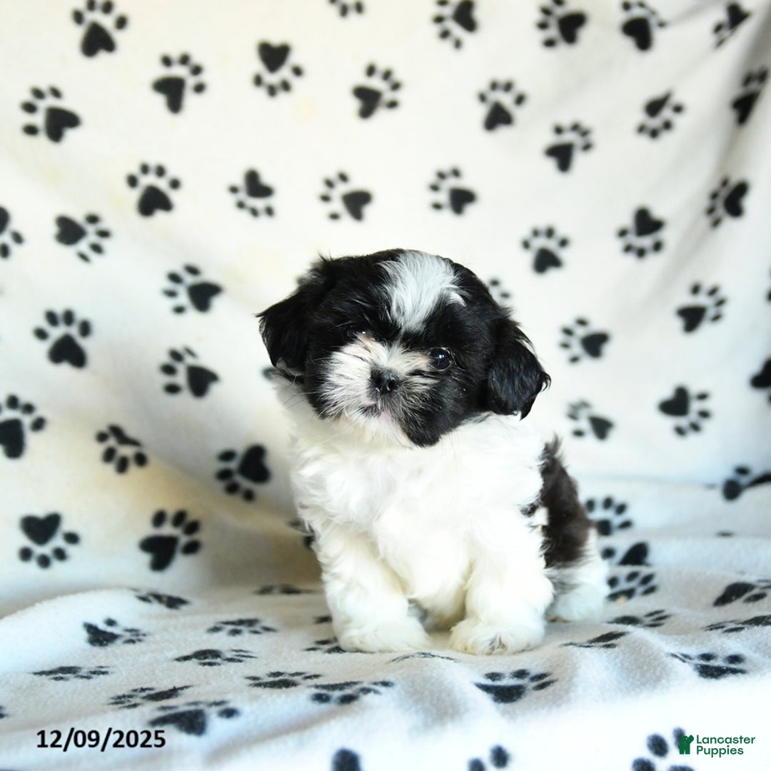 Shih Tzu dogs for sale: Nugget - Ad 1