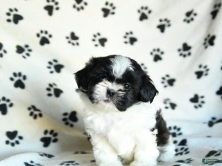 Shih Tzu dogs Nugget - Ad 1