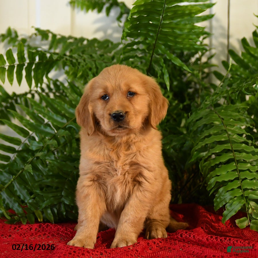 Golden Retriever dogs Mandy - Ad 1