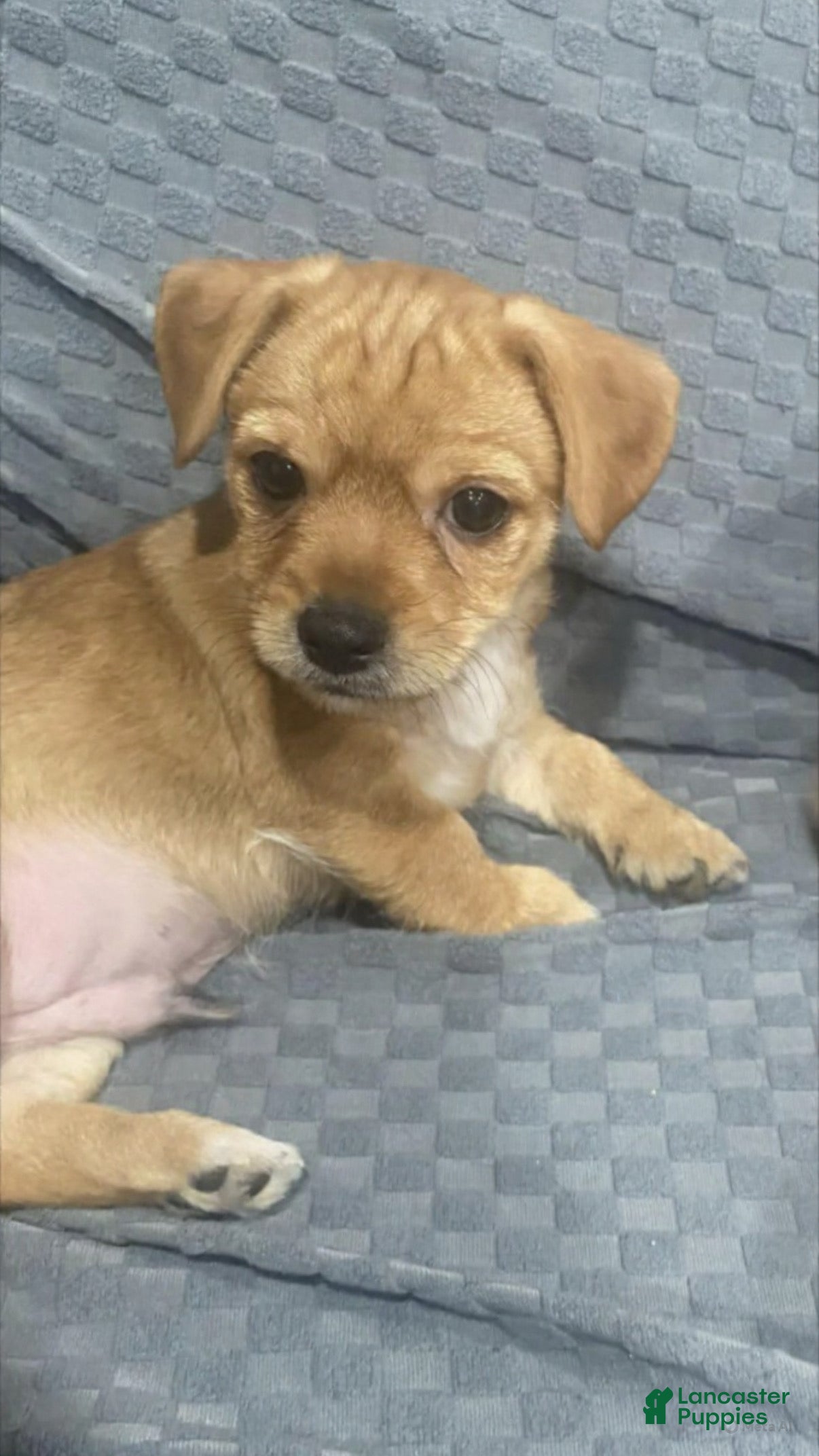 Chihuahua dogs Chihuahua Puppy 1 - Ad 38