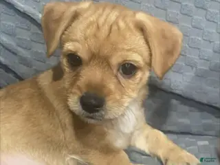 Chihuahua dogs Chihuahua Puppy 1 - Ad 38