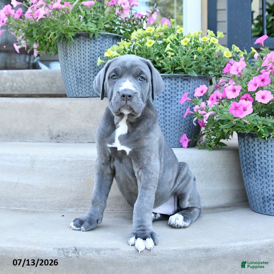 Cane Corso dogs Rolo - Ad 1