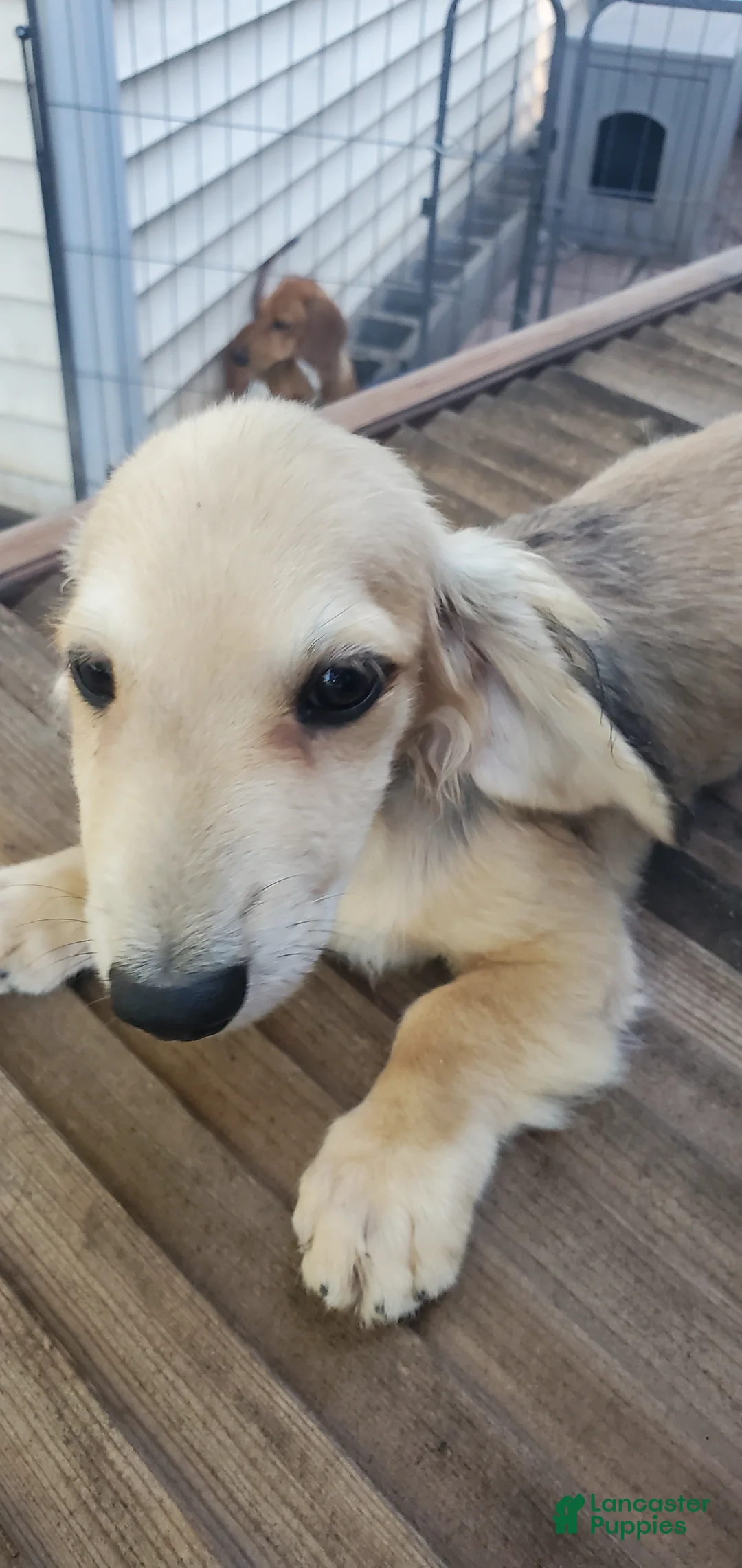 Miniature Dachshund dogs for sale: Karl - Ad 6
