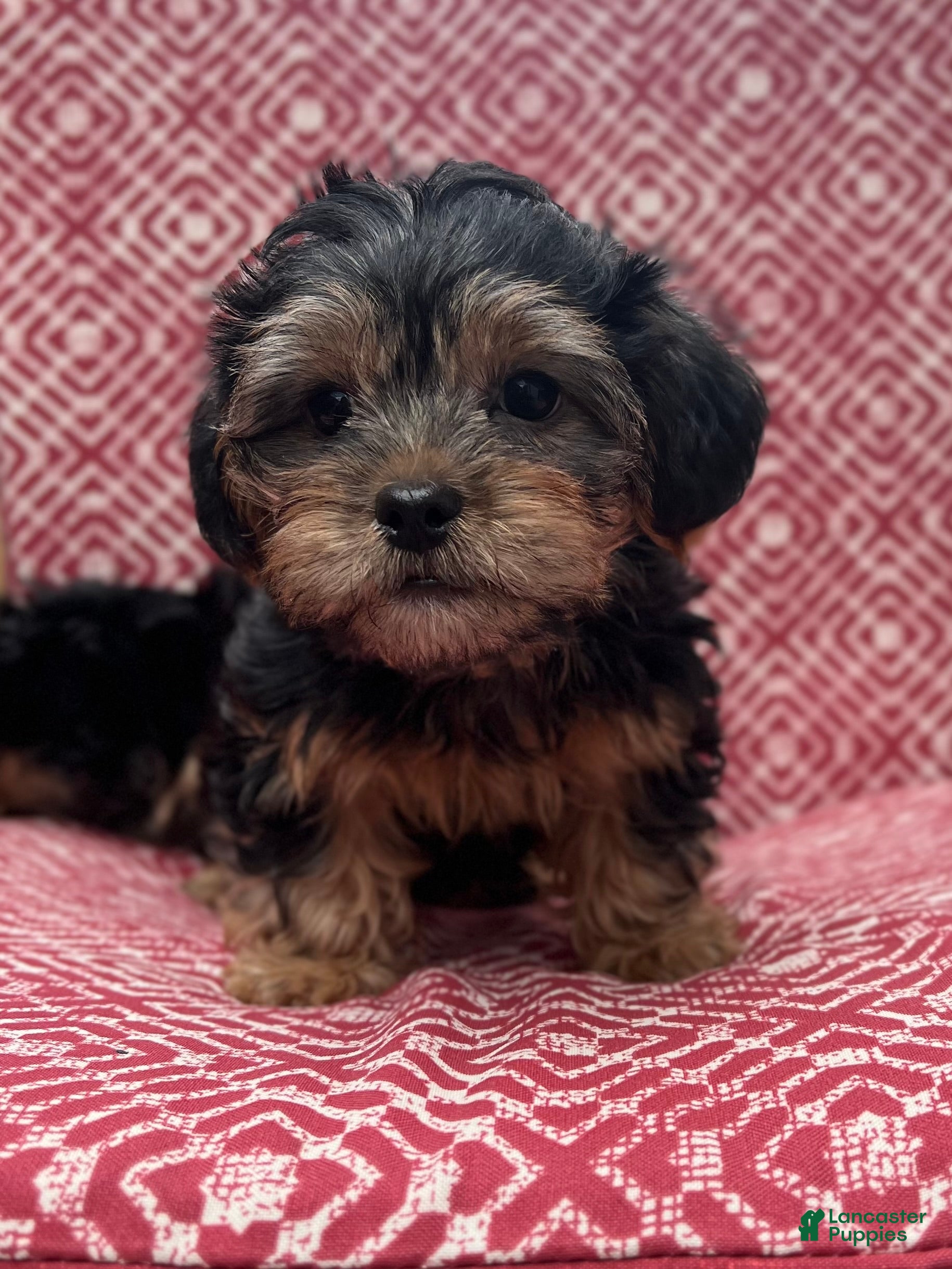 Shorkie dogs Boy - Ad 2