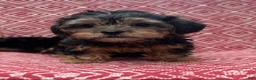Shorkie dogs for sale: Boy - Ad 2