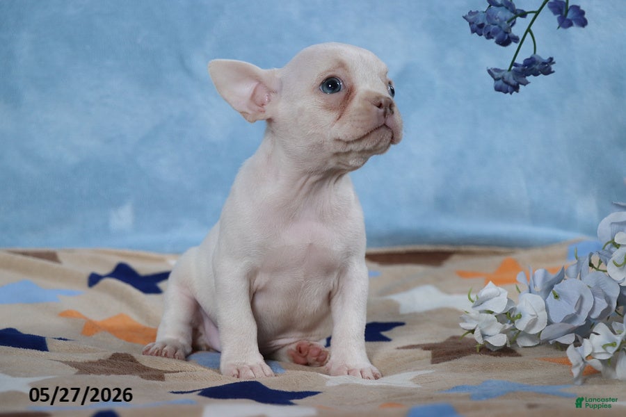 Frenchton dogs Snow White - Ad 2