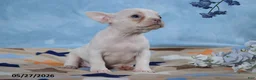 Frenchton dogs for sale: Snow White - Ad 2