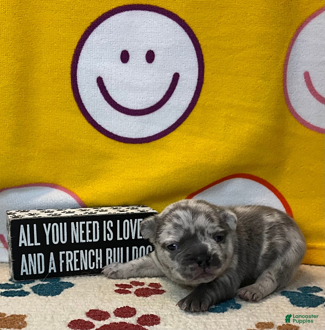 French Bulldog dogs for sale: Tracker - Ad 27