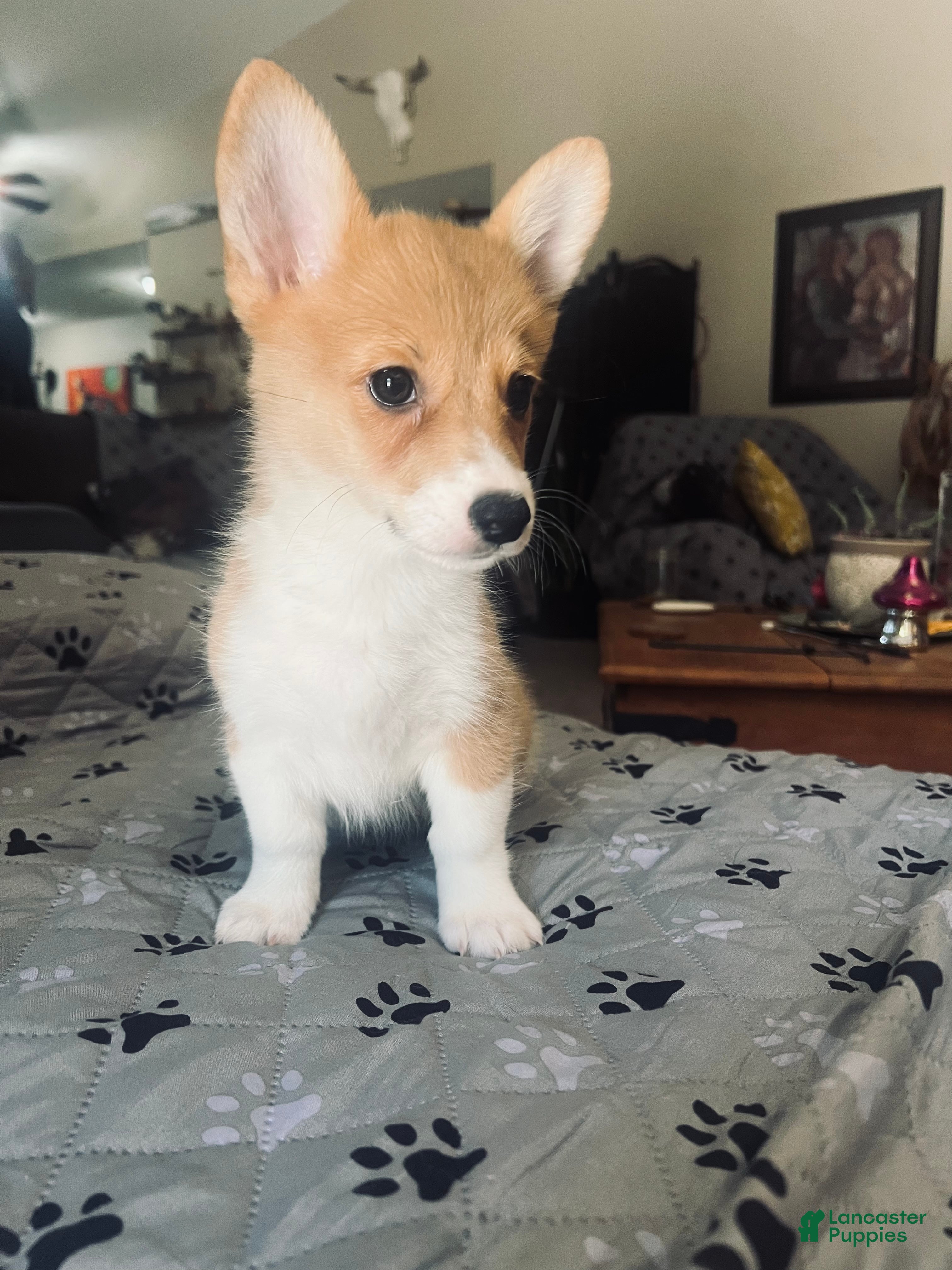 Welsh Corgi Pembroke dogs Welsh Corgi Pembroke Puppy 3 - Ad 1
