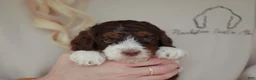 Bernedoodle dogs for sale: Strike - Ad 2