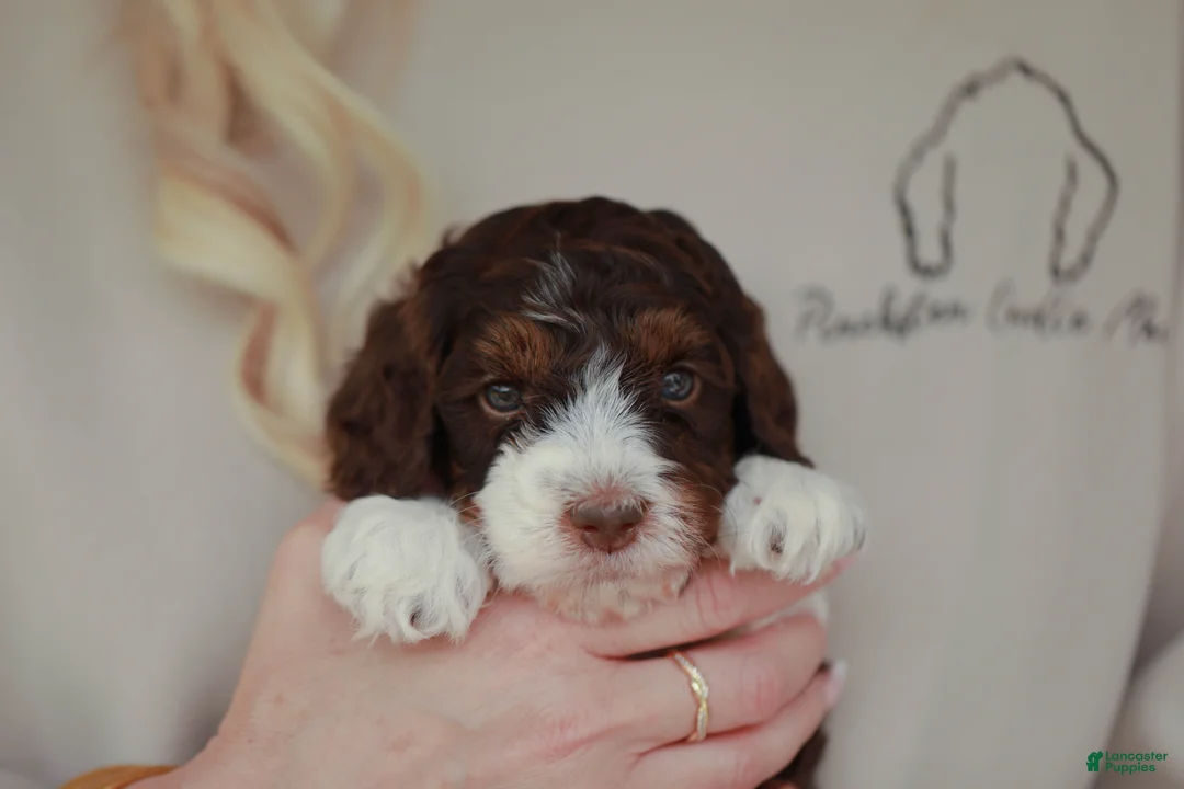 Bernedoodle dogs for sale: Strike - Ad 2