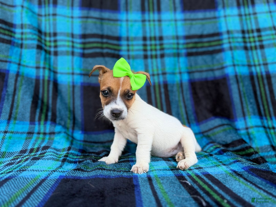 Jack Russell Terrier dogs for sale: Bree - Ad 5