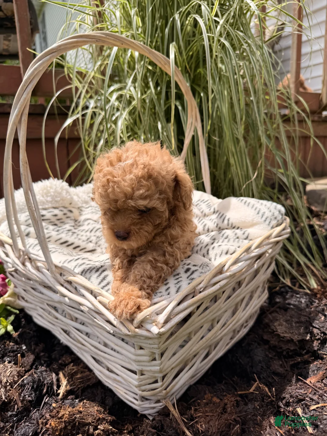 Maltipoo dogs for sale: Tanner - Ad 2