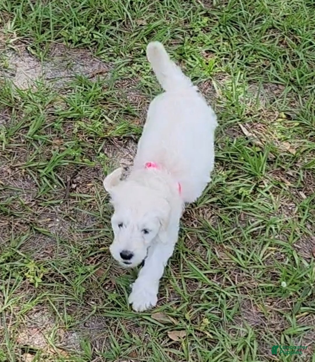 Mixed Breed dogs for sale: Mixed Breed Puppy 5 - Ad 2