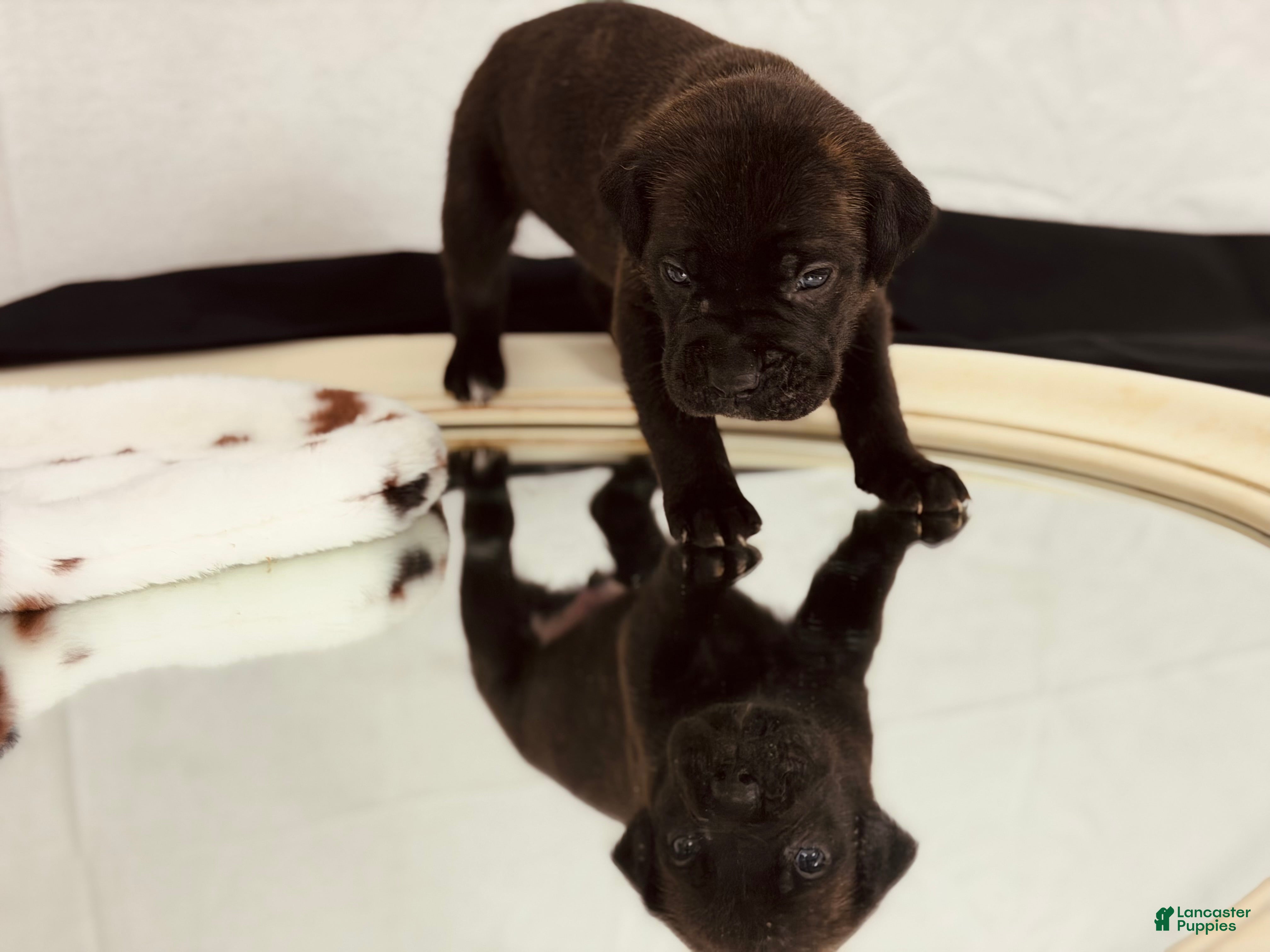 Cane Corso dogs Zues - Ad 18