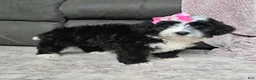 Mini Bernedoodle dogs for sale: Mini Wendy - Ad 7