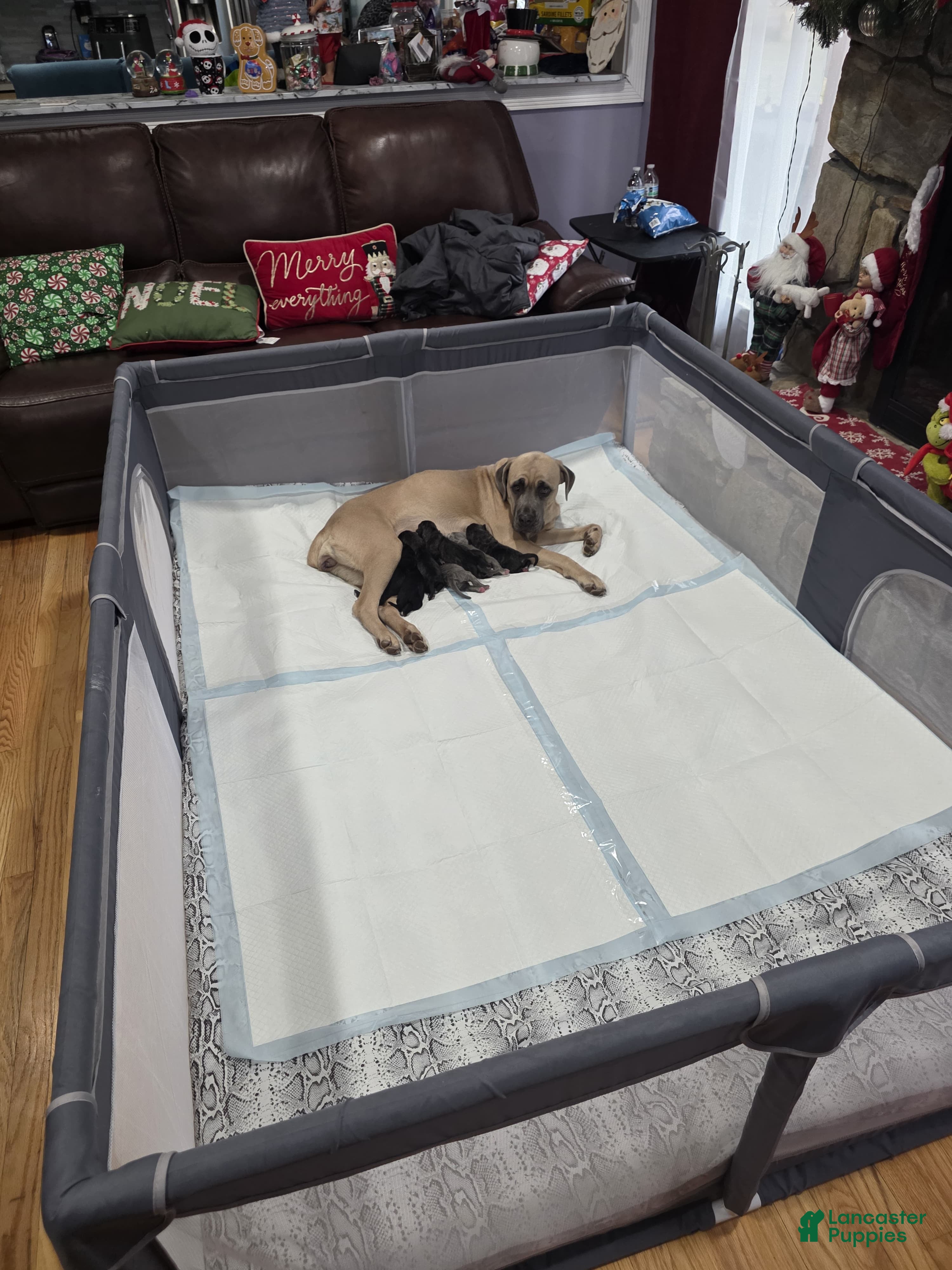 Cane Corso dogs Satoru - Ad 2