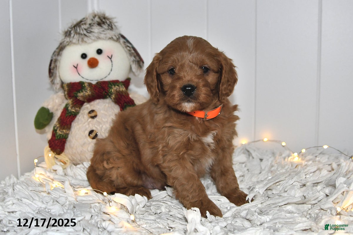 Cavapoo dogs Cody - Ad 34