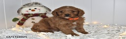 Cavapoo dogs for sale: Cody - Ad 1