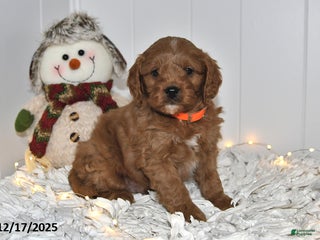 Cavapoo dogs Cody - Ad 19