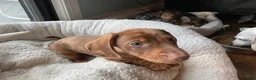 Miniature Dachshund dogs for sale: Arthur 👑 - Ad 3