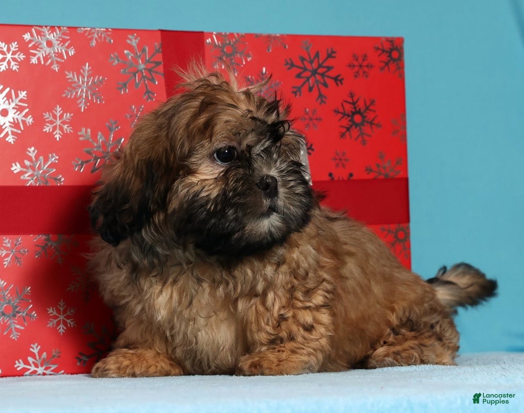 Teddy Bear dogs for sale: Carol - Ad 4