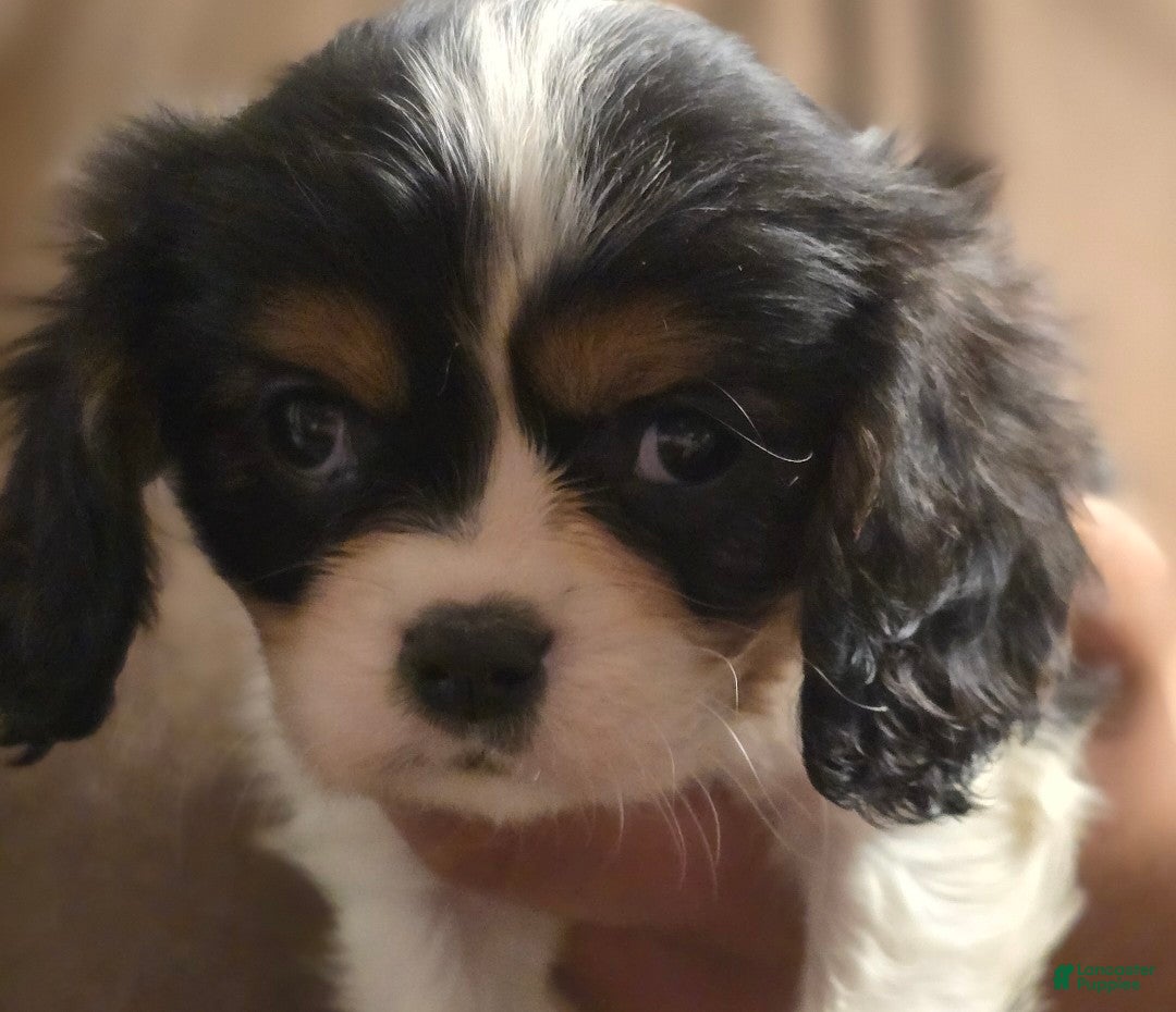 Cavalier King Charles Spaniel dogs Celina - Ad 1