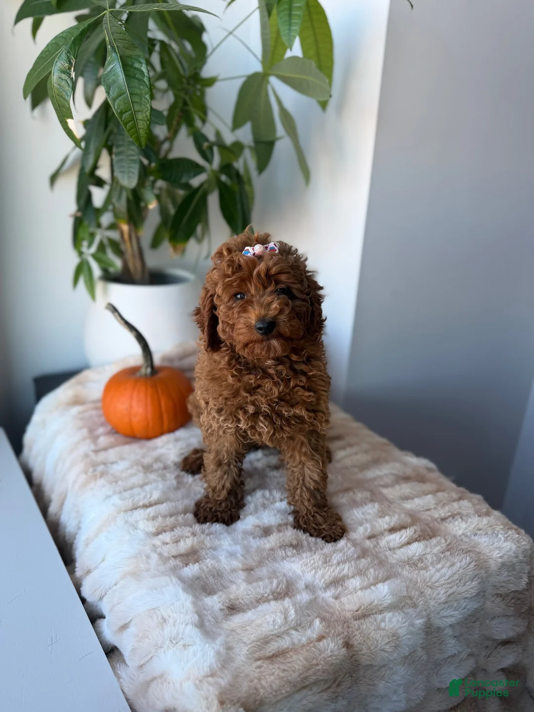 Miniature Poodle dogs for sale: Minnie - Ad 2