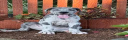 Great Dane dogs for sale: Petunia Great Dane  - Ad 9