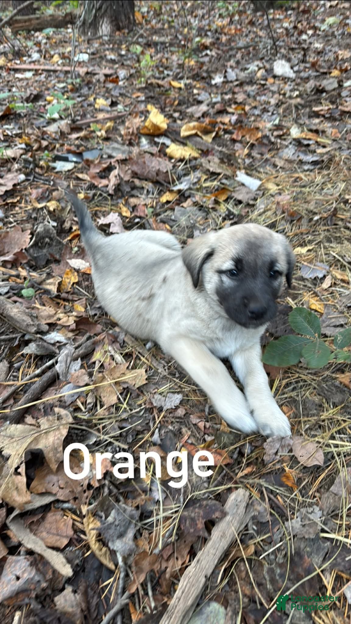 Mixed Breed dogs for sale: Anatolian/ Kangal- Orange  - Ad 1