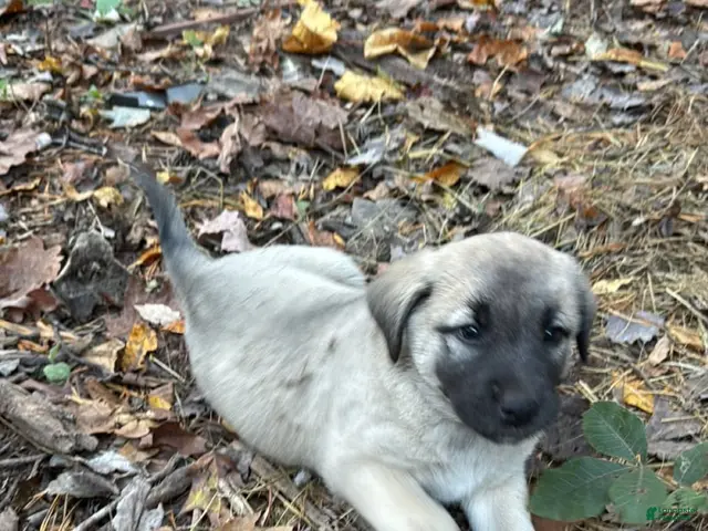 Mixed Breed dogs for sale: Anatolian/ Kangal- Orange - Ad 1