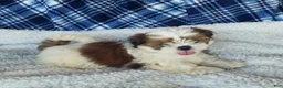 Shih Tzu dogs for sale: HOLLY - Ad 3